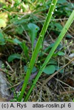 Galium pumilum (przytulia szorstkoowockowa)