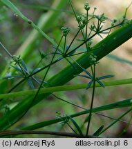 Galium pumilum (przytulia szorstkoowockowa)