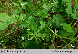 Galium pumilum (przytulia szorstkoowockowa)