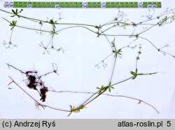 Galium pumilum (przytulia szorstkoowockowa)