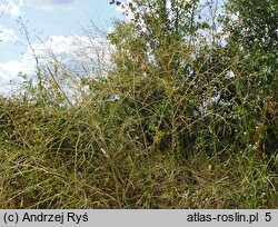 Sisymbrium altissimum (stulisz pannoński)