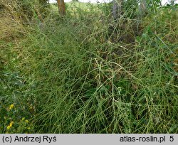 Sisymbrium altissimum (stulisz pannoński)