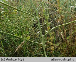 Sisymbrium altissimum (stulisz pannoński)