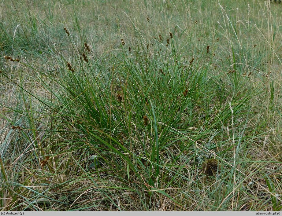 Carex pairae (turzyca najeżona)