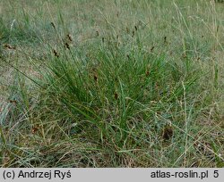 Carex pairae (turzyca najeżona)