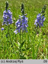 Veronica teucrium (przetacznik pagórkowy)