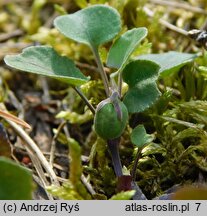Viola rupestris (fiołek skalny)