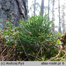 Diphasiastrum tristachyum (widlicz cyprysowy)