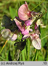 Lathyrus heterophyllus (groszek różnolistny)