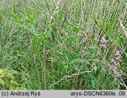 Lathyrus heterophyllus (groszek różnolistny)