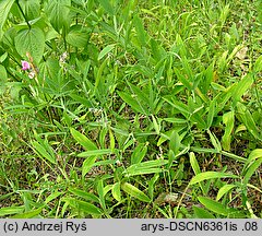 Lathyrus heterophyllus (groszek różnolistny)