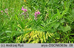 Lathyrus heterophyllus (groszek różnolistny)