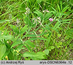 Lathyrus heterophyllus (groszek różnolistny)