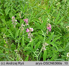 Lathyrus heterophyllus (groszek różnolistny)