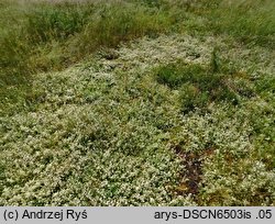 Galium saxatile (przytulia hercyńska)