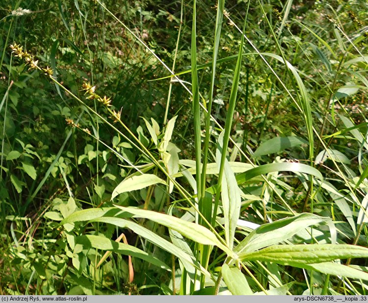 Carex divulsa ssp. divulsa (turzyca rozsunięta)