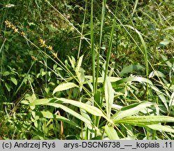 Carex divulsa ssp. divulsa (turzyca rozsunięta)