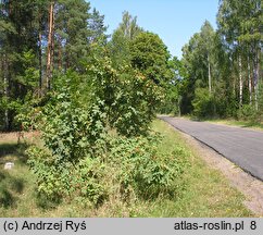 Rosa sherardii (róża zapoznana)