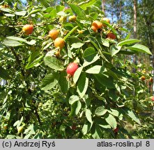 Rosa sherardii (róża zapoznana)