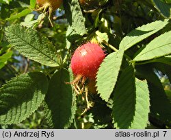 Rosa sherardii (róża zapoznana)