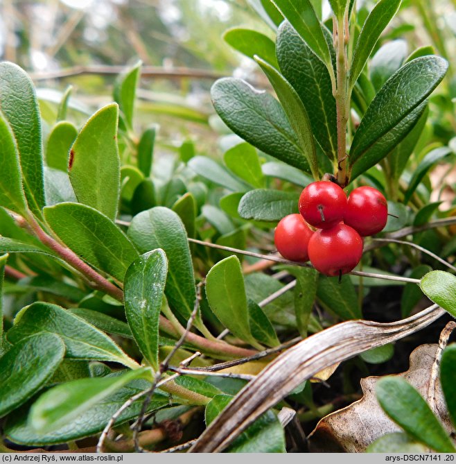 Arctostaphylos uva-ursi (mącznica lekarska)