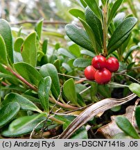 Arctostaphylos uva-ursi (mącznica lekarska)