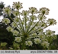 Libanotis pyrenaica (oleśnik górski)