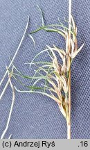 Festuca rubra s.str. (kostrzewa czerwona s.str.)