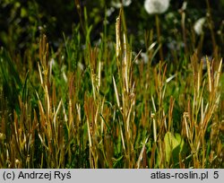 Cardamine hirsuta (rzeżucha włochata)