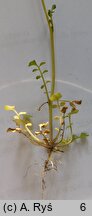 Cardamine hirsuta (rzeżucha włochata)