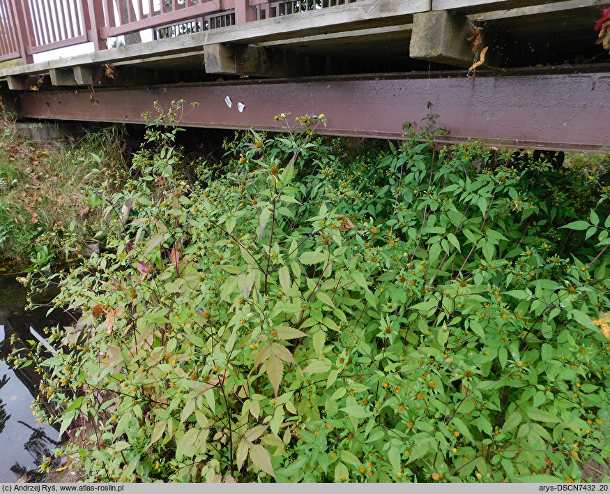 Bidens frondosa (uczep amerykański)