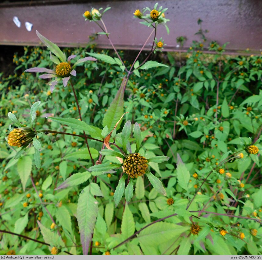 Bidens frondosa (uczep amerykański)