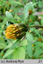 Bidens frondosa (uczep amerykański)