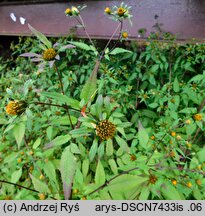 Bidens frondosa (uczep amerykański)