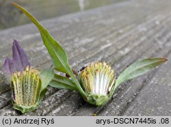 Bidens frondosa (uczep amerykański)