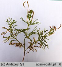 Diphasiastrum zeilleri (widlicz Zeillera)