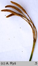 Diphasiastrum zeilleri (widlicz Zeillera)