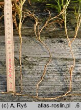 Diphasiastrum zeilleri (widlicz Zeillera)