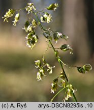 Hierochloe australis (turówka leśna)