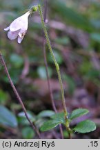 Linnaea borealis (zimoziół północny)