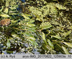 Potamogeton alpinus (rdestnica alpejska)