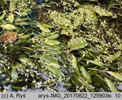 Potamogeton alpinus (rdestnica alpejska)