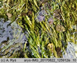 Potamogeton alpinus (rdestnica alpejska)