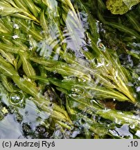 Potamogeton alpinus (rdestnica alpejska)