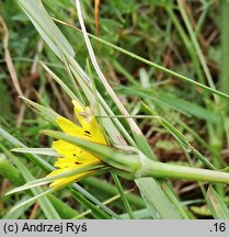 Tragopogon pratensis ssp. minor (kozibród łąkowy mniejszy)