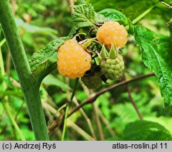 Rubus idaeus (malina właściwa)