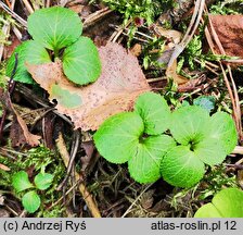 Moneses uniflora (gruszycznik jednokwiatowy)