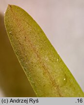 Potamogeton obtusifolius (rdestnica stępiona)