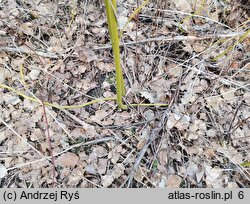 Cornus sericea (dereń rozłogowy)