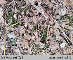 Cornus sericea (dereń rozłogowy)